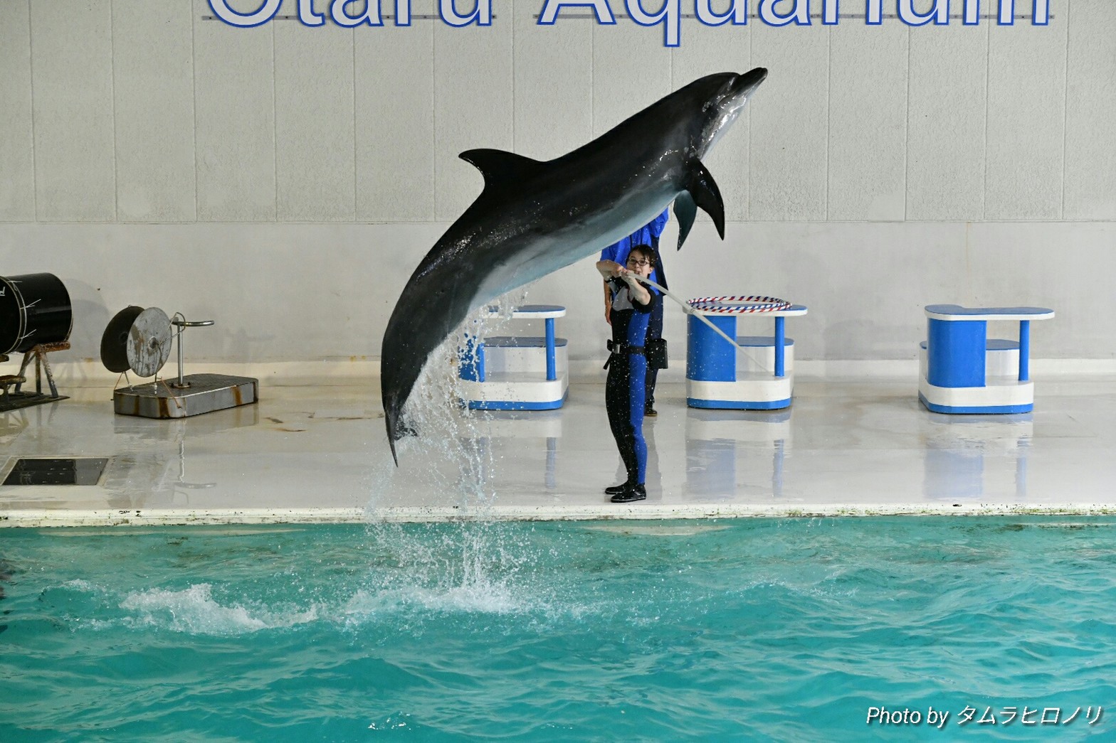 クワトロ タムーラ 今日はおたる水族館にやって来ました D イルカショー初めて見ました D ｲﾙｶ 撮 Photodn Net