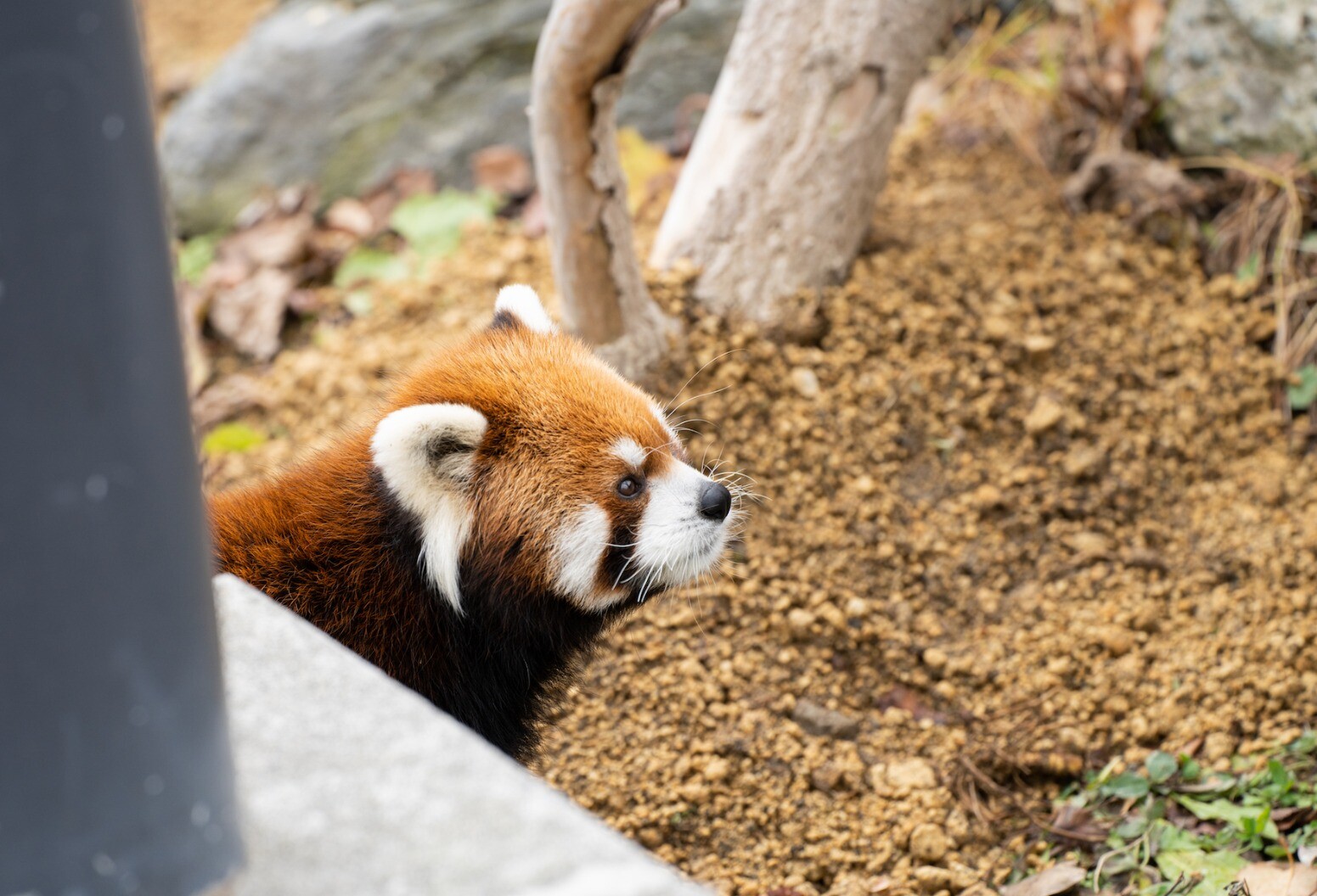 秋 ひょっこり赤パンダさん Photodn Net