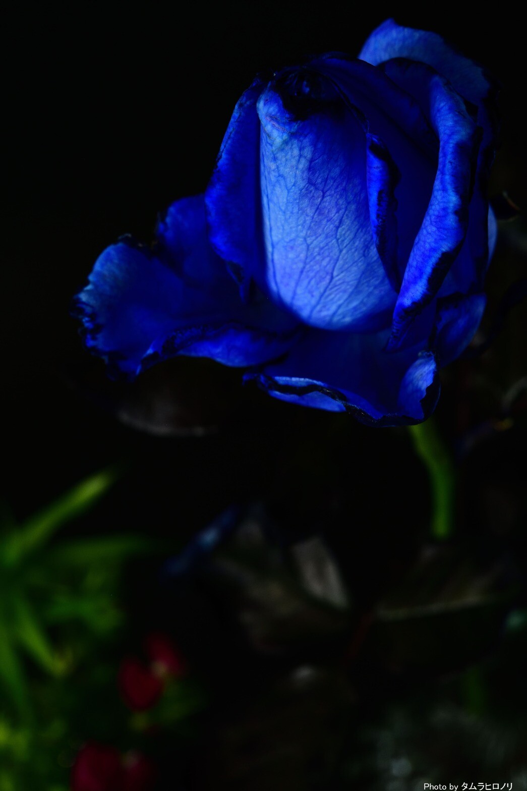 クワトロ タムーラ Blue Rose Nikon D850 Af S Micro Nikkor 60mm F 2 Photodn Net